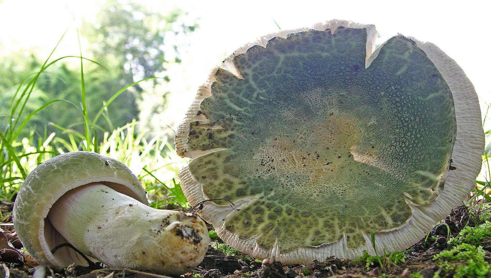 Russula virescens